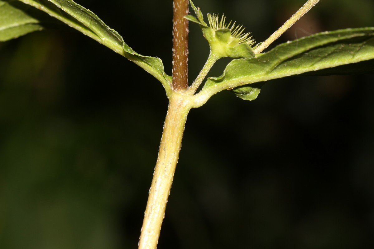 Eclipta prostrata (L.) L.